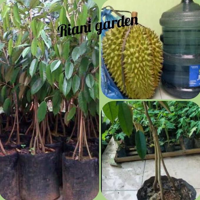 KW WAHID BIBIT DURIAN MONTONG KAKI 3 JUAL