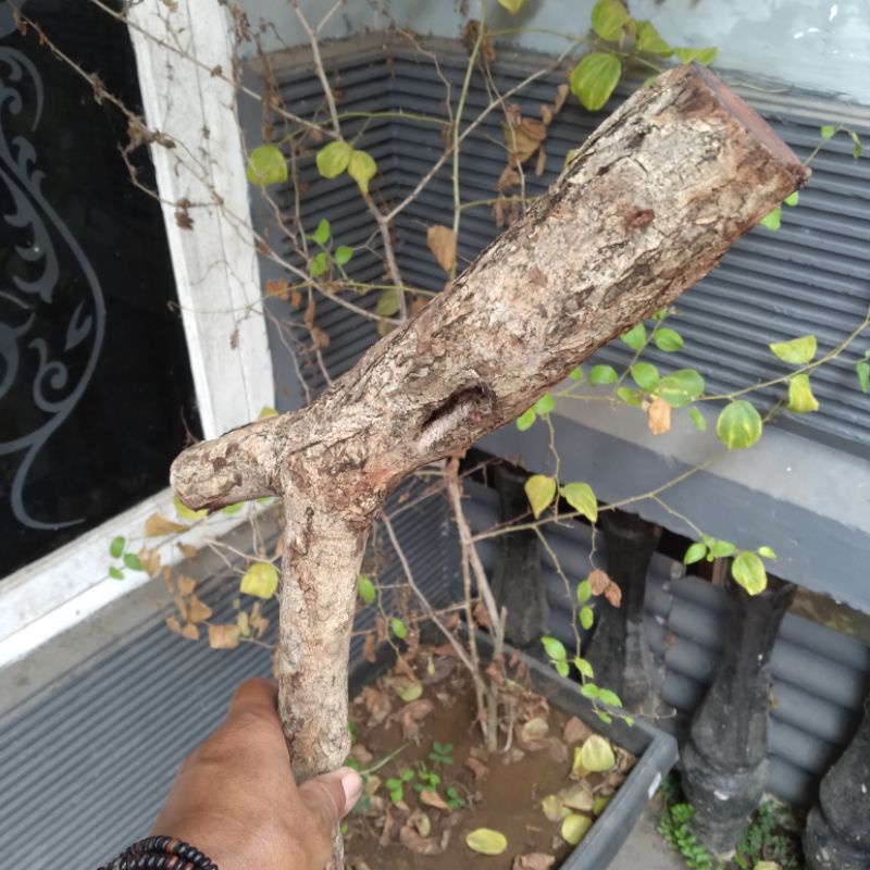 kayu setigi asli bahan tongkat setigi