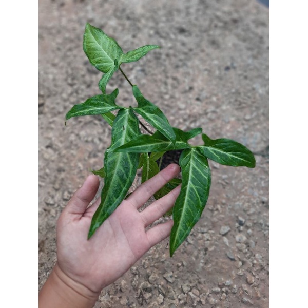 SUPER SALE SYNGONIUM ANGUSTATUM / SYNGONIUM TRILEAF WONDER