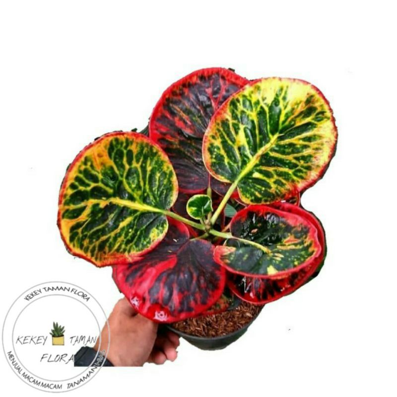 Tanaman Hias Puring Jengkol - Bibit Puring Jengkol - Pohon Puring Jengkol