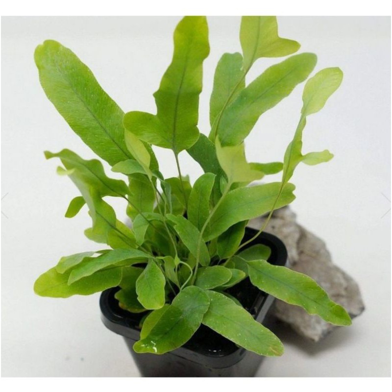 pakis bintang biru blue star fern