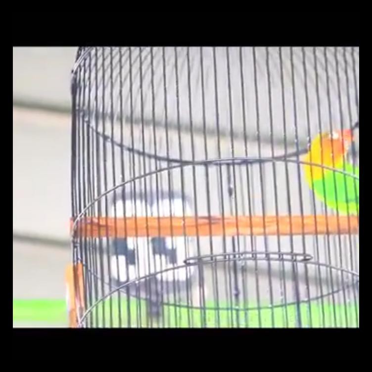 Dijual Tangkringan Model Kotak Lovebird/Lb