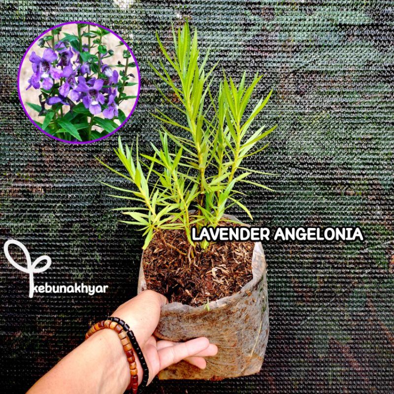 Jual Bunga Lavender Angelonia Tanaman Hias Bunga Lavender Aroma Khas