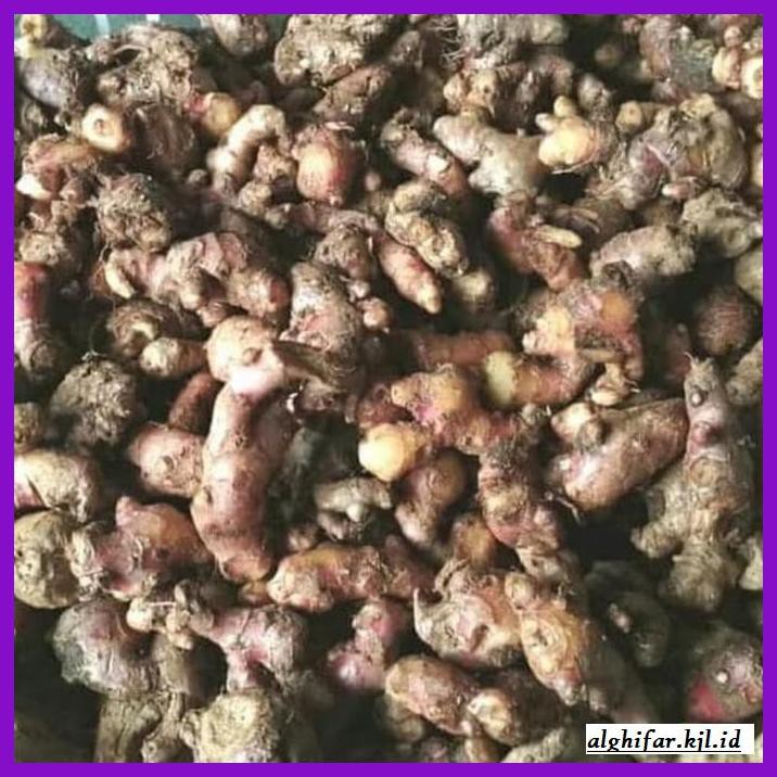 

lanoisidartdrink- jahe merah fresh 1000gram/1kg ukuran kecil -asliii-bngittt.