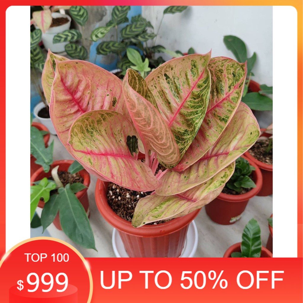 Bonggol aglonema Moonlight bertunas