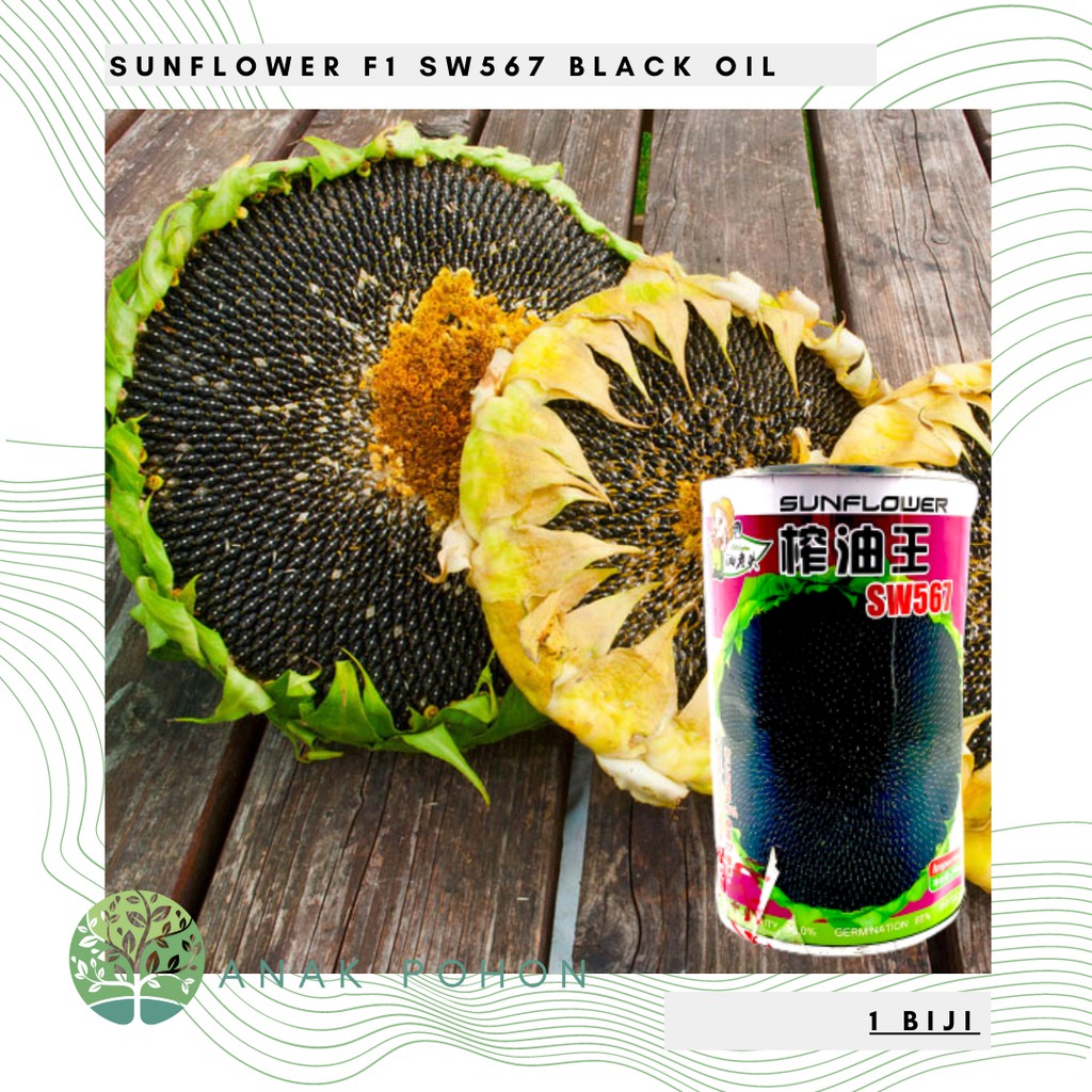 Benih Bibit Biji - Sunflower Black Oil F1 Varietas SW567 Kuaci Bunga Matahari Seeds