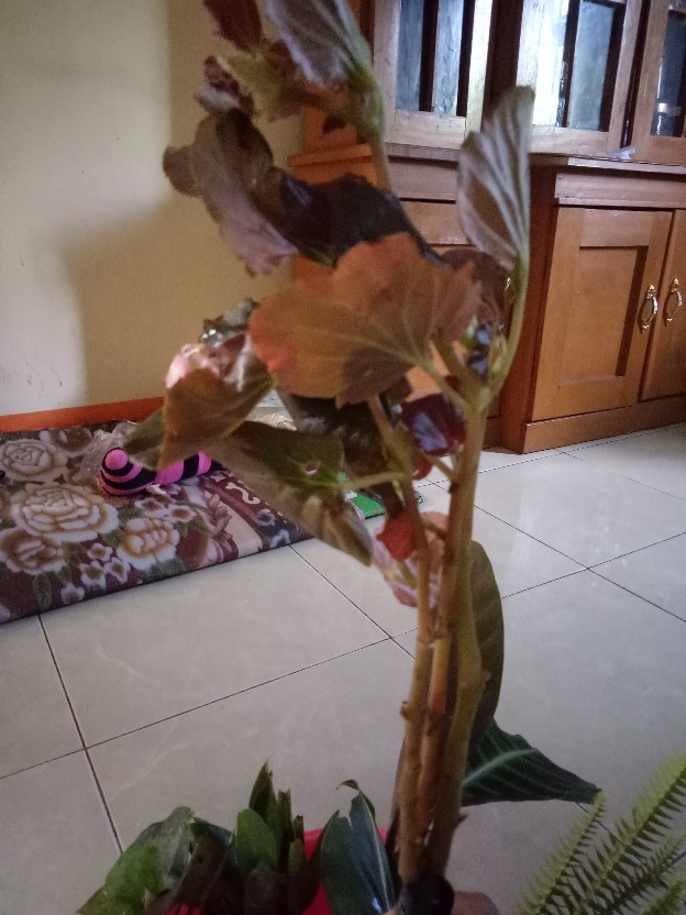 Tanamanahias/begonia