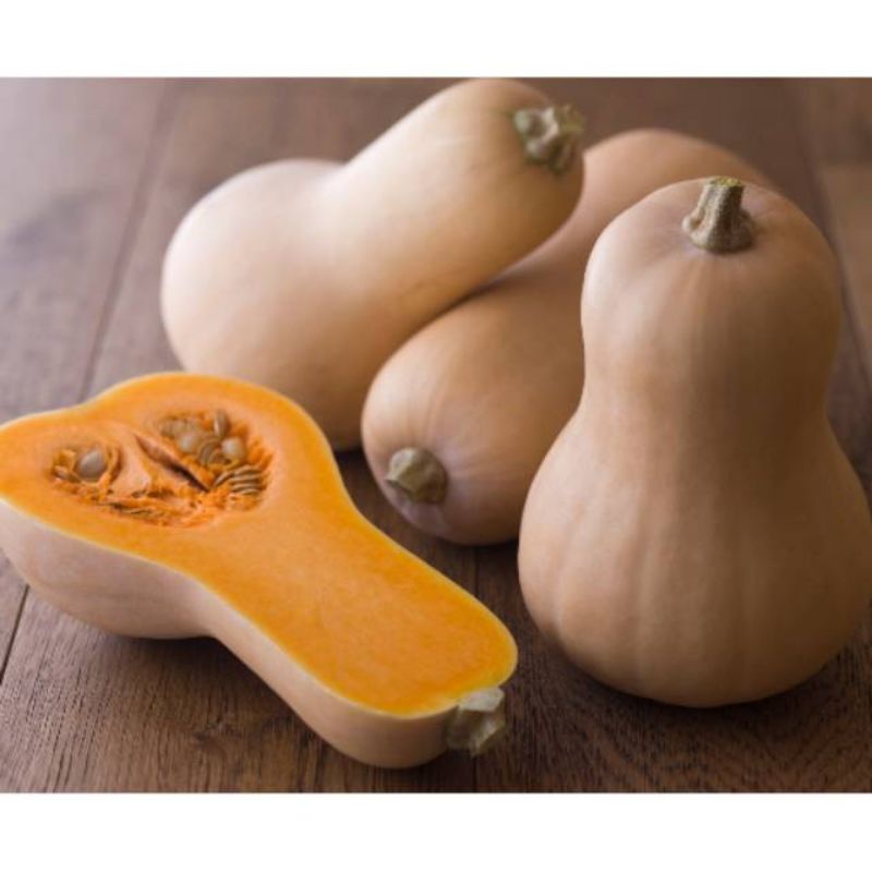 

BUTTERNUT PUMPKIN/pcs