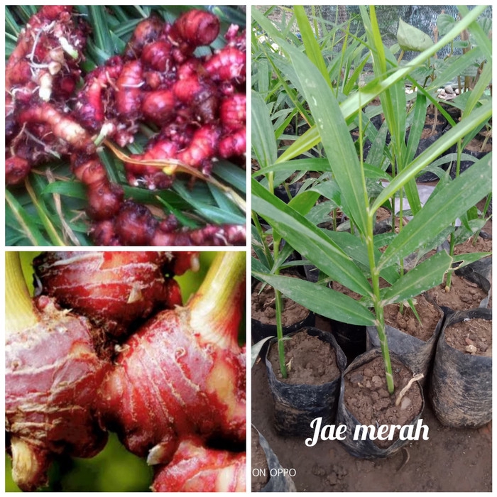 Bibit jahe merah unggul dan Berkuwalitas siap tanam.