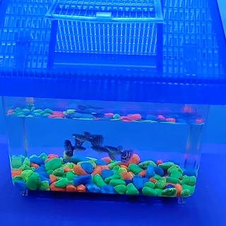 aquarium mini cupang kura kura pethome 01 | shopee indonesia