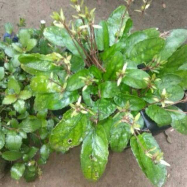 

Daun Gempur Batu Segar petik dadakan 100gr