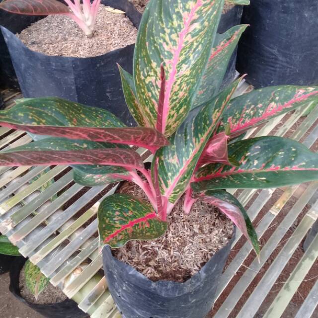 Rumpun bunga aglonema hot lady