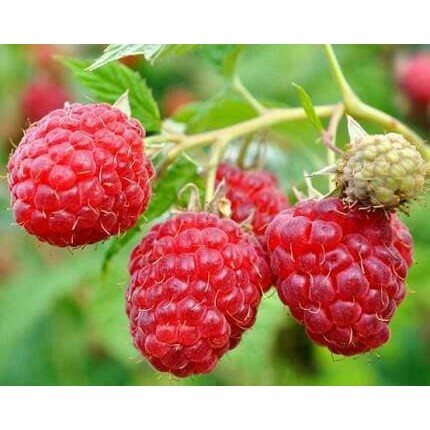 Bibit Tanaman Buah Raspberry Arbei