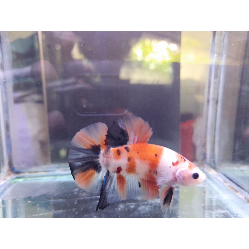 Ikan cupang Giant koi