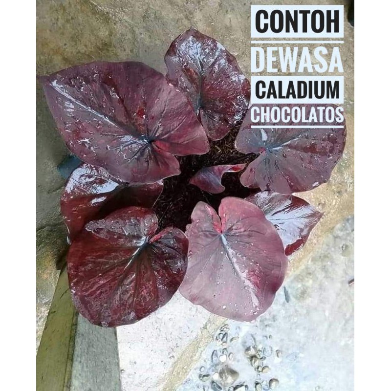 caladium chocolatos