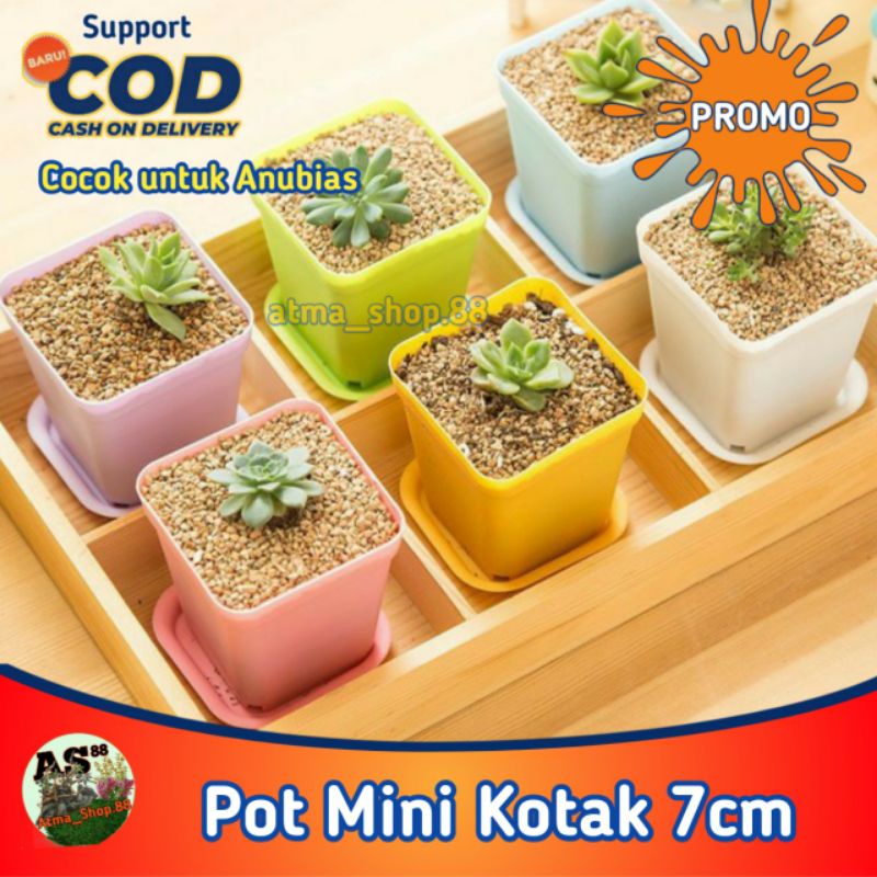 Pot Mini Kotak 7cm Netpot Untuk Hidroponik Anubias Kaktus Skulen Grosir Promo Murah Cod