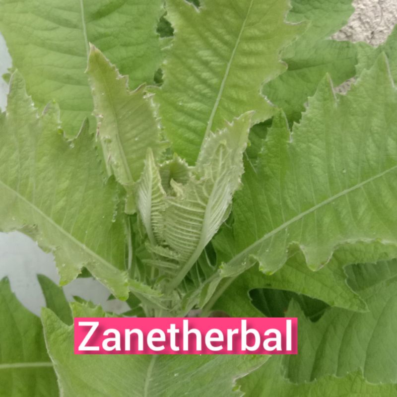 

Daun sembung segar langsung petik 500 gram-az