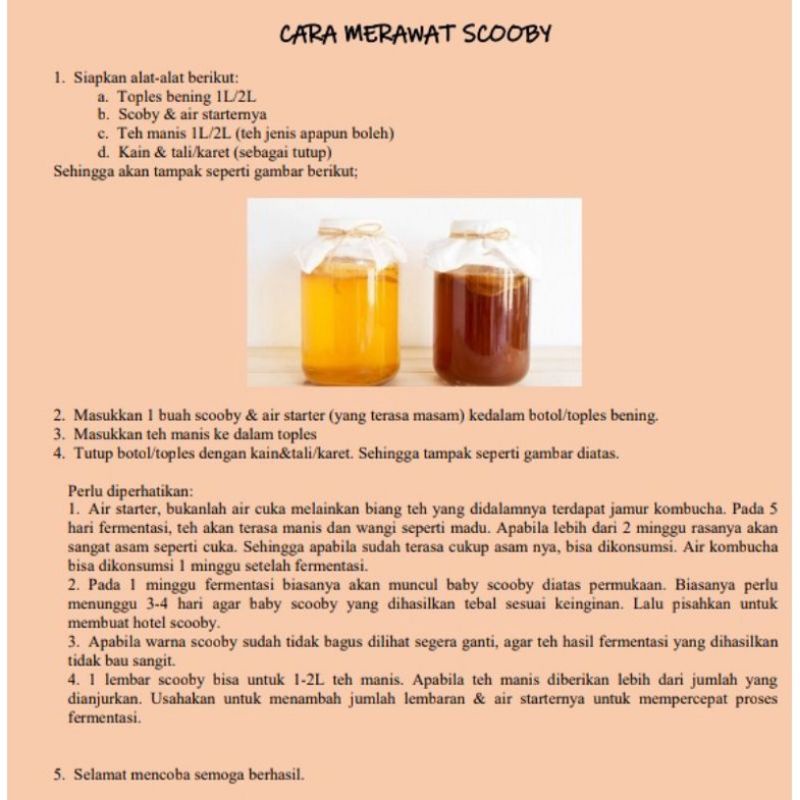 Scoby Kombucha / Jamur Dipo Large (Stok Terbatas)/Premium