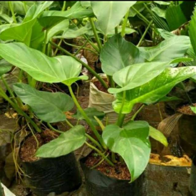 TANAMAN PHILO MARBLE - PHILODENDRON MARBLE GIGANTIUM - POHON HIAS MARBEL