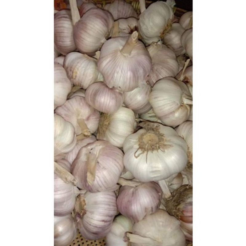 

BAWANG PUTIH MURAH