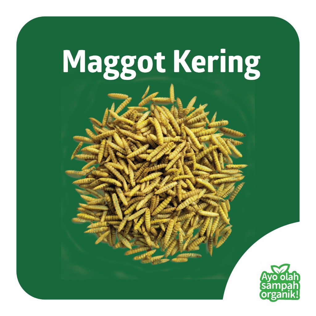Maggot Kering BSF