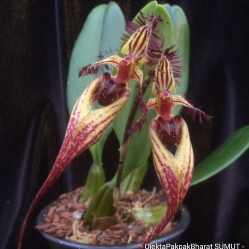 Anggrek Bulbophyllum Putidum  Anggrek Hutan Sumatera Indoor Outdoor