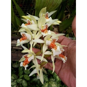 Jual Coelogyne asperata *edisi promosi* Berkualitas