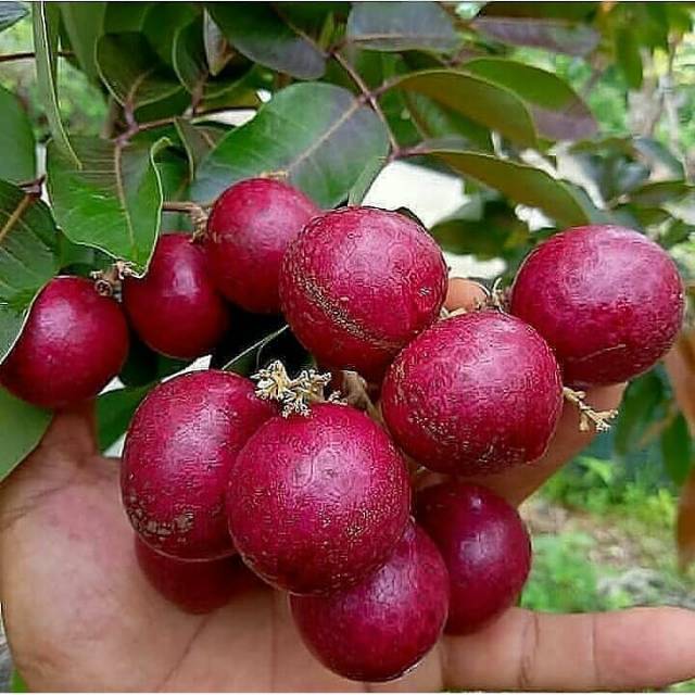 BIBIT KELENGKENG MERAH 1 METER UP