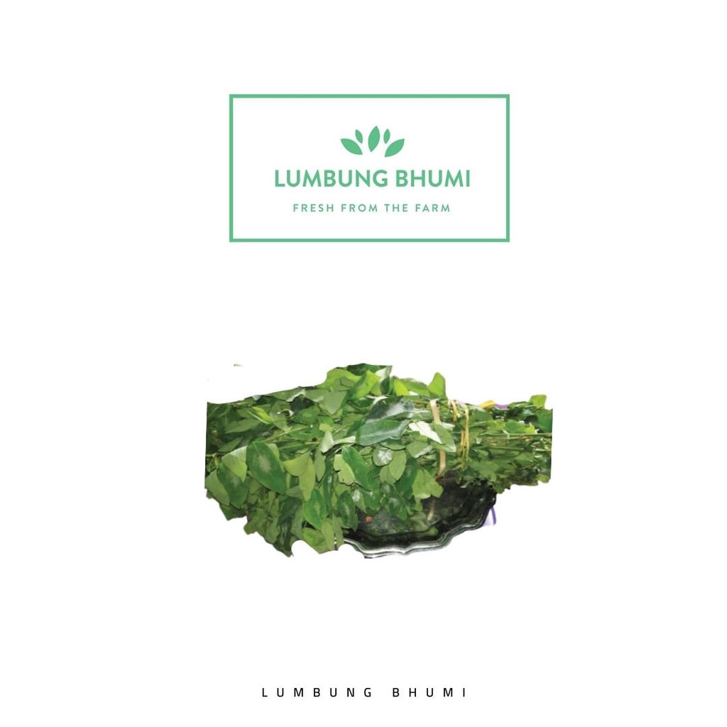 

RB Lumbung Bhumi - Daun Katuk 500 Gr ( Sayur Curah )