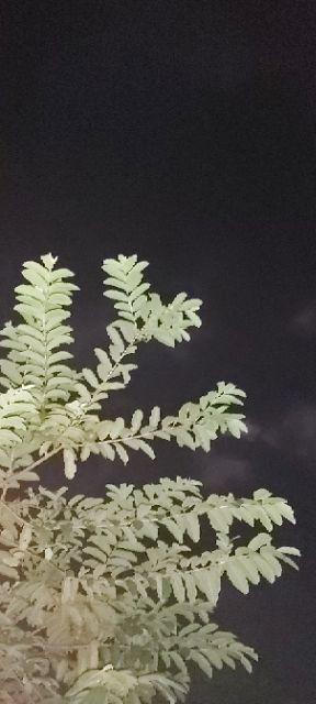 Perangkap Nyamuk Elektrik Uv Led Photocatalyst Mosquito Repellent