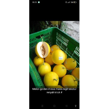 

Melon Golden