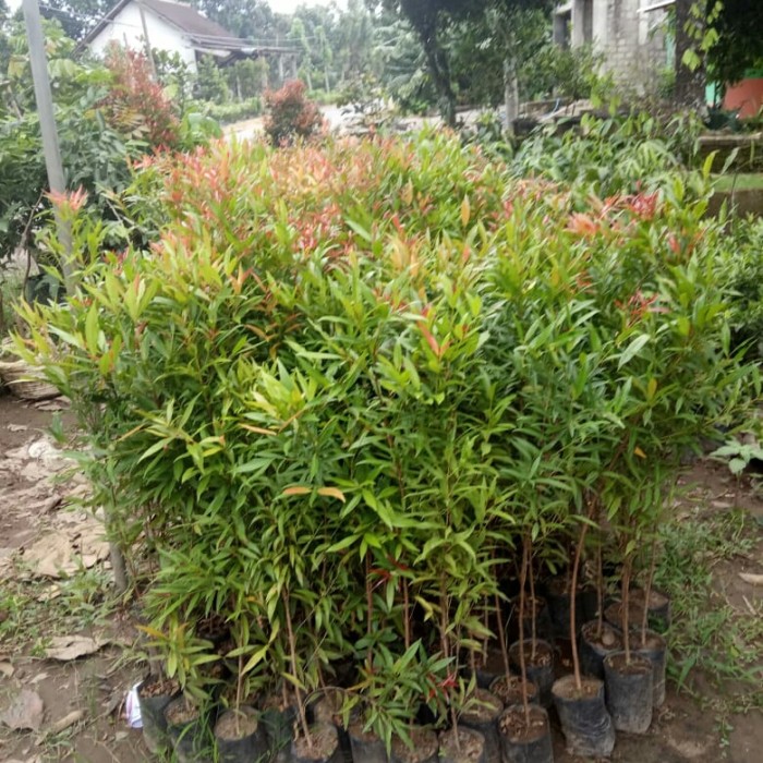 pucuk merah 1 meter