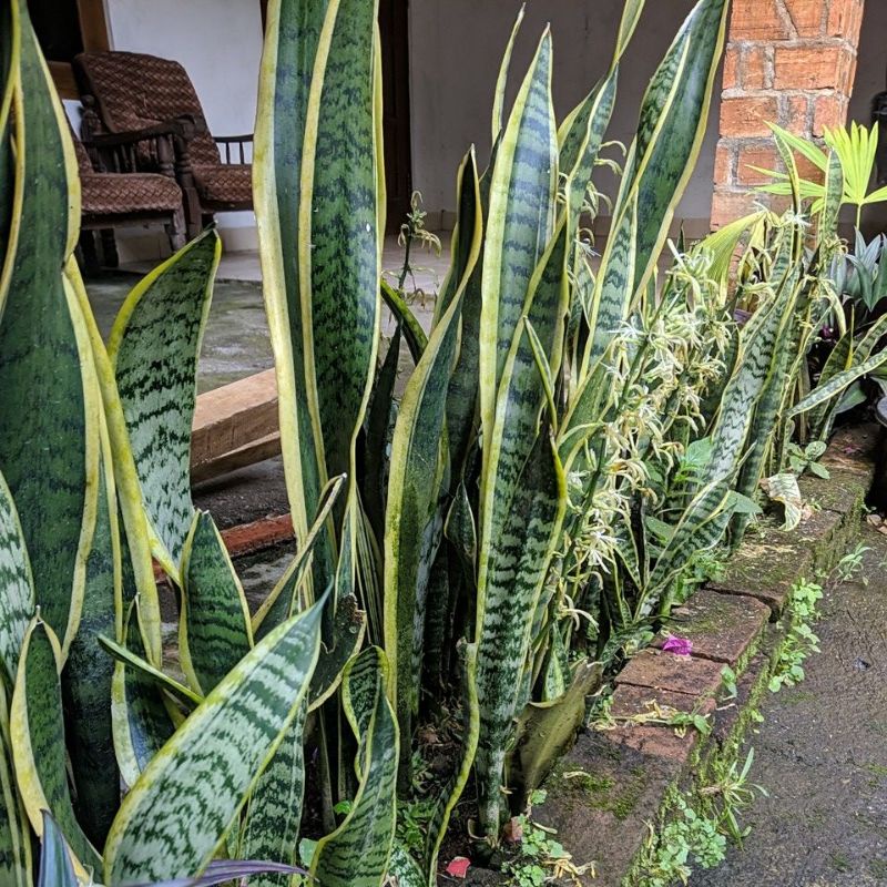 DIARY PETANI - Tanaman Hias Sansivera Lidah Mertua Kuning Murah