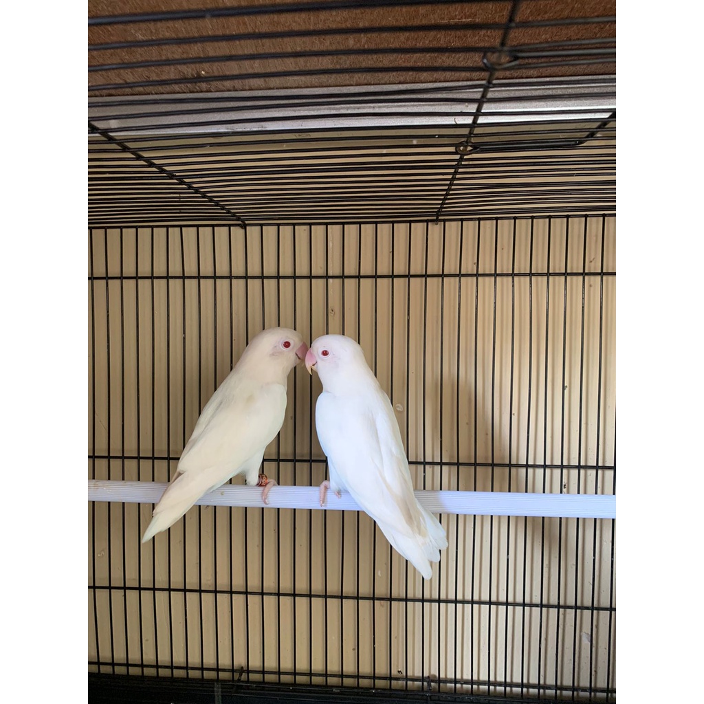 LOVEBIRD ALBINO MM X ALBINO MM SIAPAN