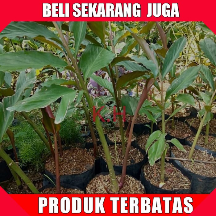 

Kecombrang merah asli/bibit