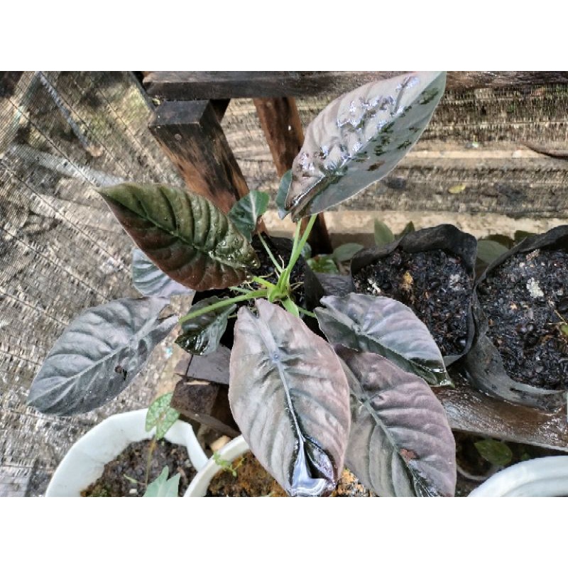 alocasia infranalis/Alocasia Black Indo