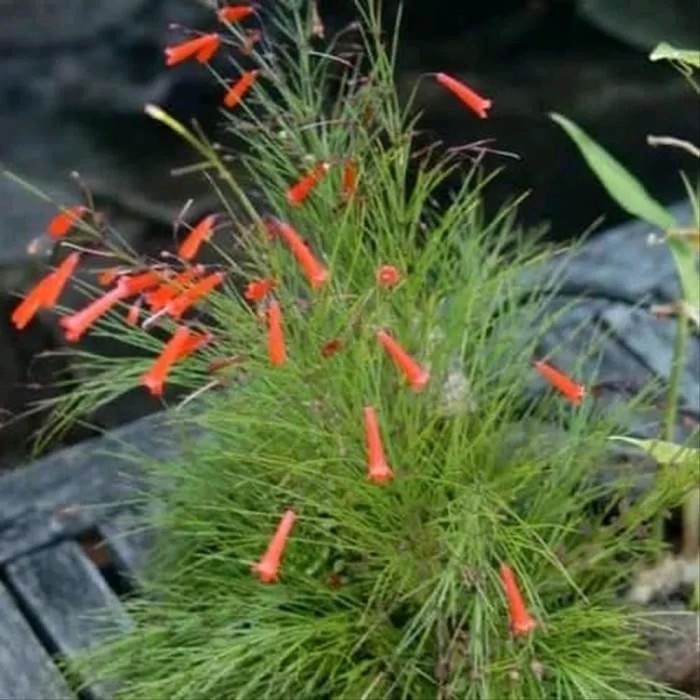 Tanaman Hias Gantung bunga air mancur Tanaman gantung ( Tanaman hias hidup indoor murah hiasan rumah