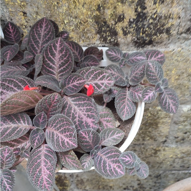 Bunga Gantung Episcia Country Brilliant Merah Bunga Episia Bunga Murah