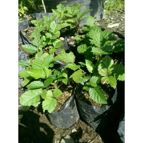 BIBIT TANAMAN BUAH BLACKBERRY/POHON BLACKBERRY ASLI