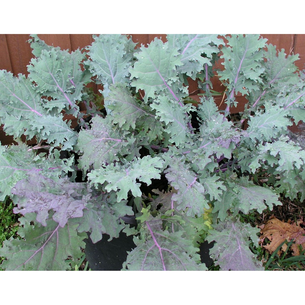 Benih Bibit Biji - Kale Red Russian Seeds - IMPORT