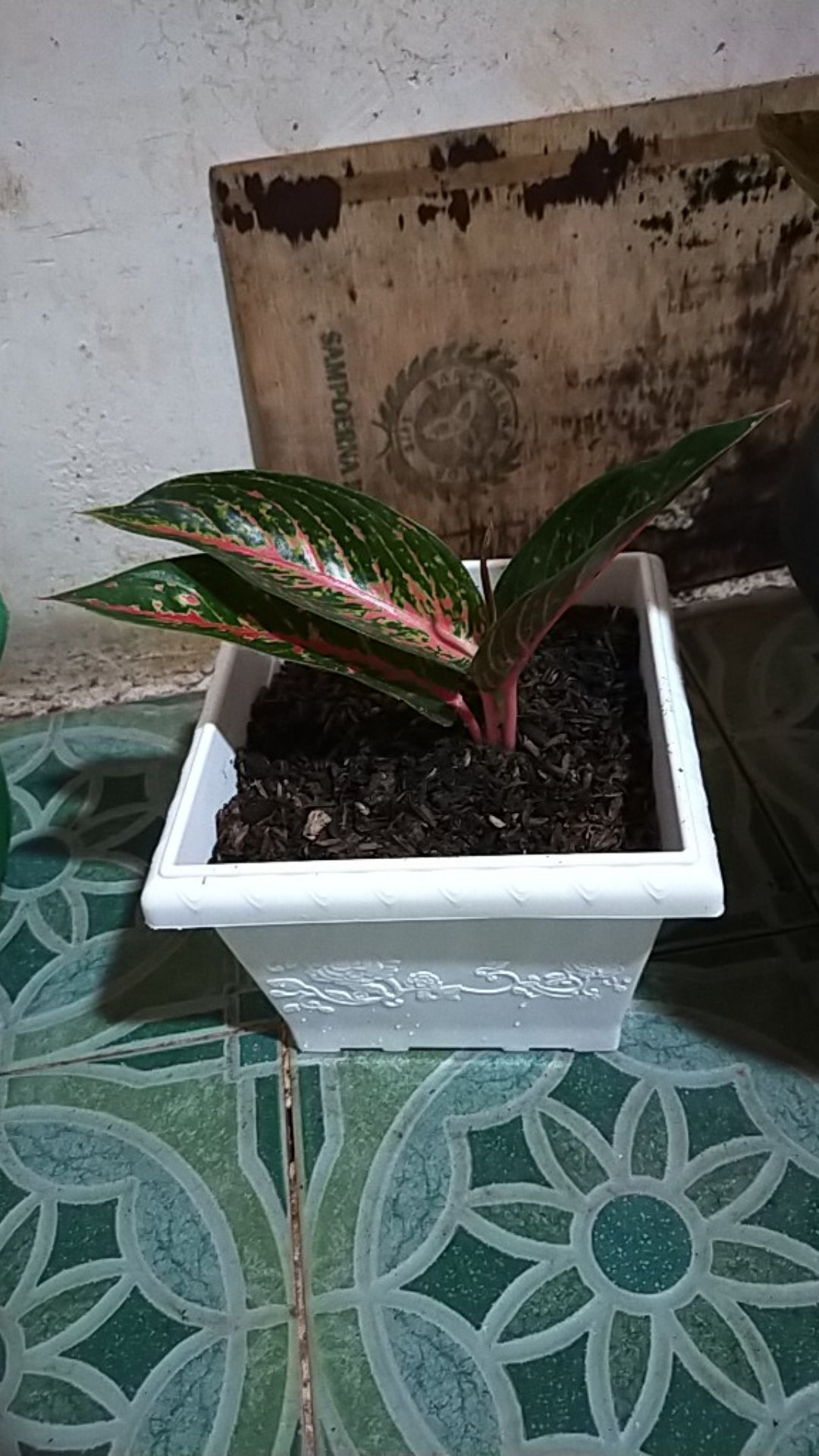 Bunga Aglonema Hot Lady