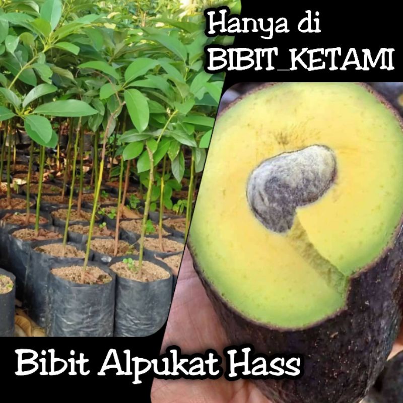 Bibit Alpukat Hass - Kategori Standart (ORIGINAL)