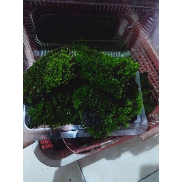 star mos mos darat tanaman aquascep