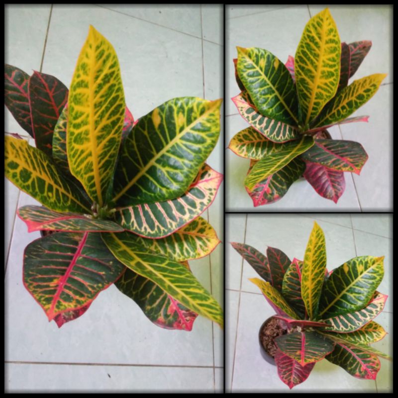 Puring worten beauty