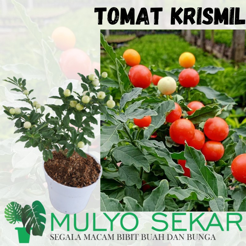 Tanaman Bibit Tomat Krismil - Cabai Crismil / Krismil / Lombok Udel (Sudah berbunga dan berbuah)