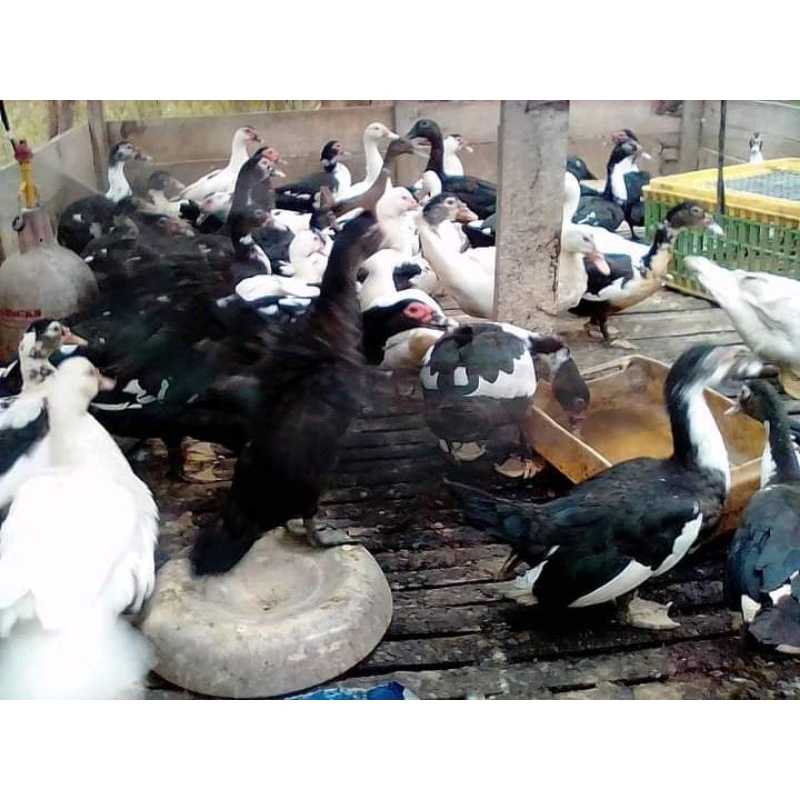 

KARKAS ENTOK MANILA UTUH 1 EKOR FROZEN BUKAN BEBEK/AYAM