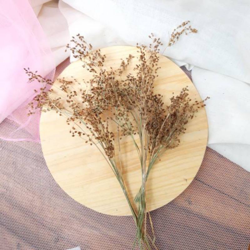 Bunga Kering Wildery Grass Pertangkai / Dried Wildery Grass / Buket Bunga kering Ilalang Wildery
