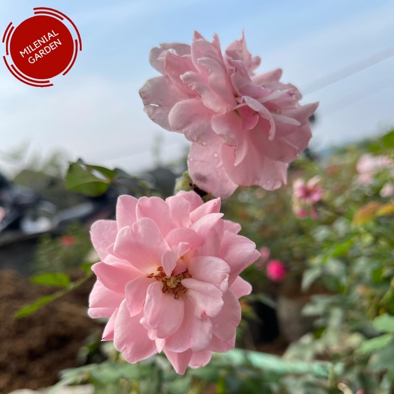 Tanaman hias mawar import rosario