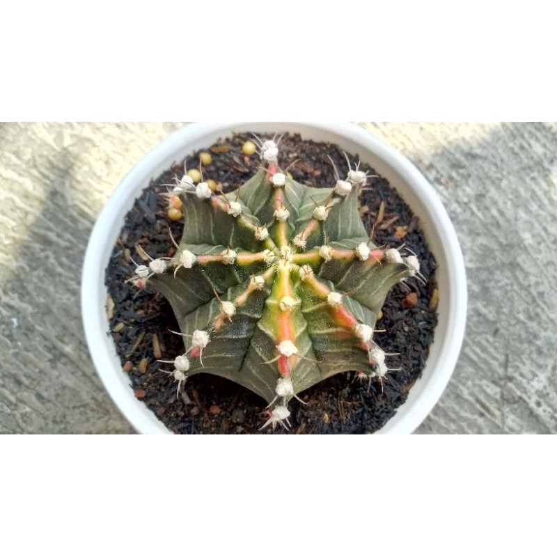 Pesanan Mihanovichii Starfire alira85