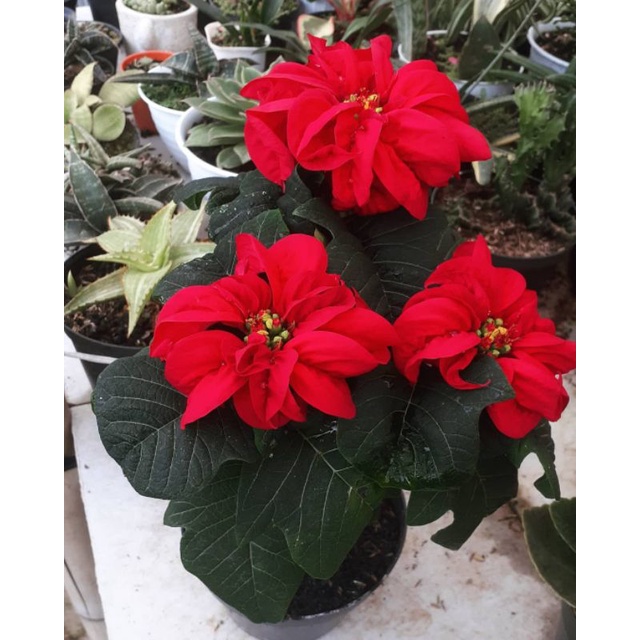 Tanaman hias kastuba mawar